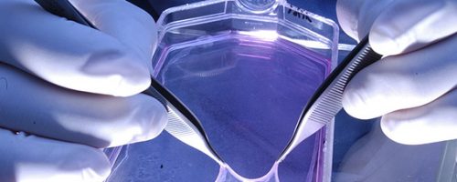 Vue du feuillet épidermique reconstruit après culture. Il se présente comme une membrane translucide. UMR5086 Microbiologie Moléculaire et Biochimie Structurale 20040001_0456