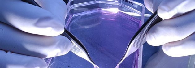 Vue du feuillet épidermique reconstruit après culture. Il se présente comme une membrane translucide. UMR5086 Microbiologie Moléculaire et Biochimie Structurale 20040001_0456